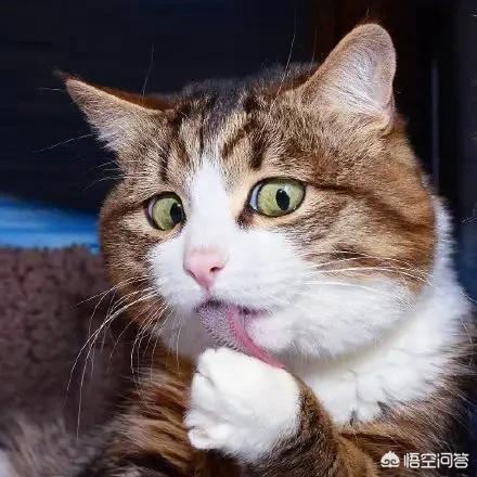 超萌猫咪动态图片:为什么有些人很喜欢养猫？