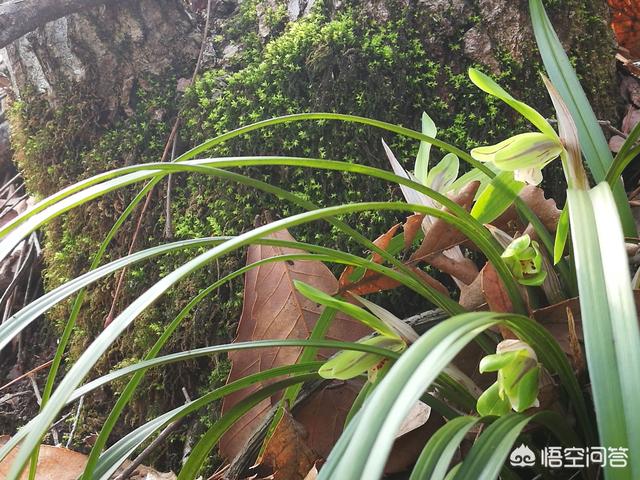 兰花组培瓶(兰花组培瓶苗)