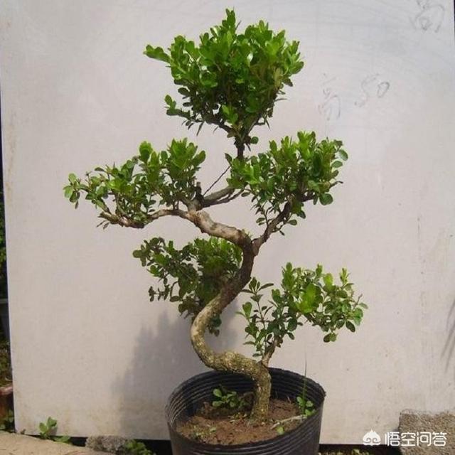 小叶黄杨 雀舌黄杨:小叶黄杨什么时候蟠扎好？