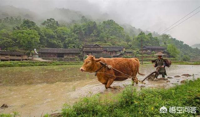 惊蛰的含义:农村俗语“惊蛰不耕地，好似蒸馍跑了气”是什么意思有什么道理吗