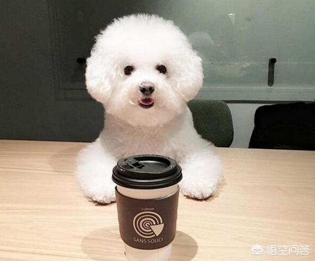 小比熊犬图片:养比熊犬的必备小技能，有哪些？