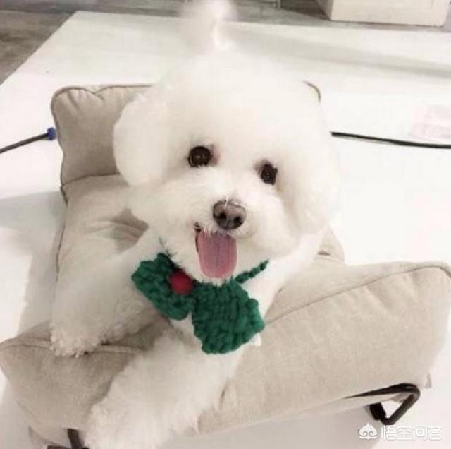 小比熊犬图片:养比熊犬的必备小技能，有哪些？