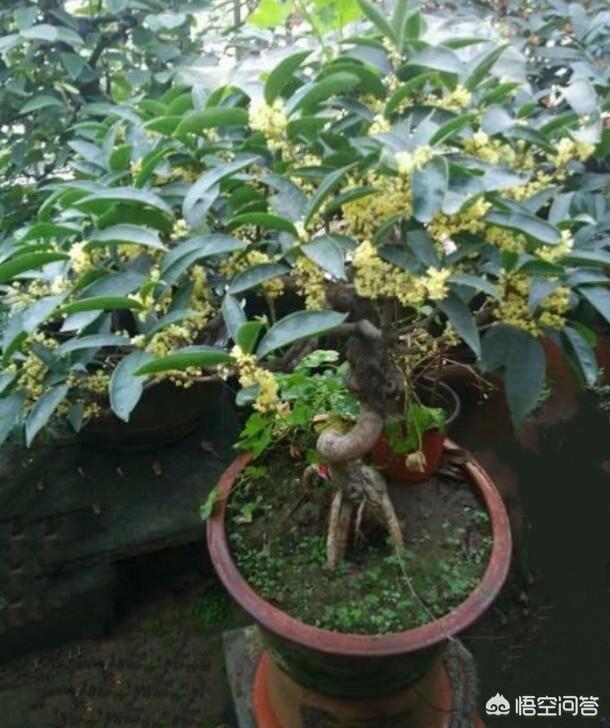 桂花树什么时候开花的香气浓？