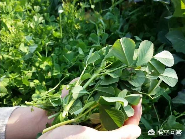 野菜怎么做才好吃？