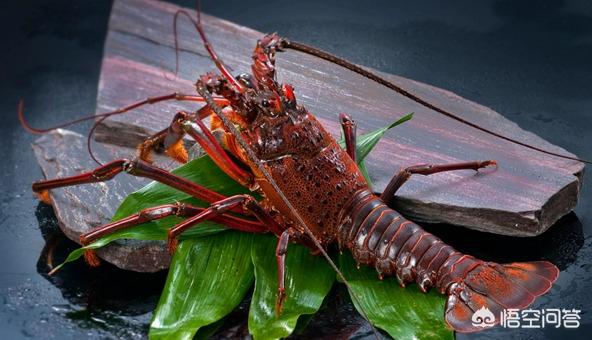 刺蛄跟小龙虾是一样的嘛，大的龙虾有几种澳龙跟波龙有什么区别吗