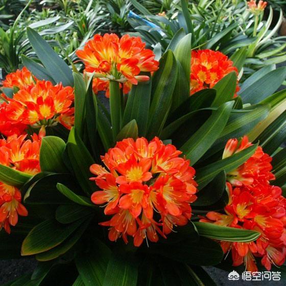 君子兰怎么养才能开花,怎样才能让君子兰春节开花？