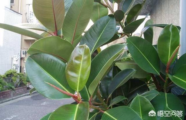 印度橡皮树:橡皮树施什么肥料比较好？