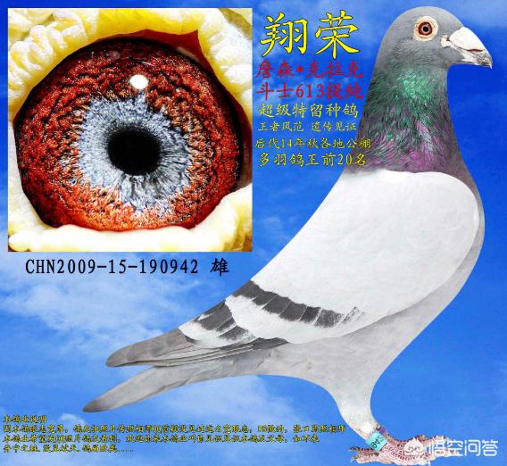 犬虫净驱球虫效果好吗:给鸽子打虫用什么药好？需要注意什么？