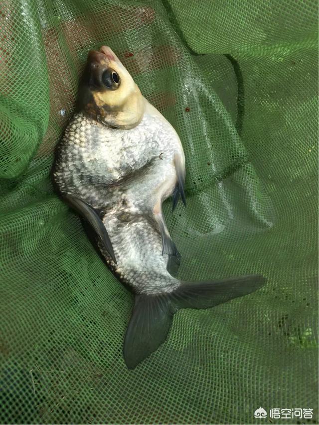 我手秃鹫的活饵:钓鱼的时候，你碰到过哪些让你觉得恶心的事？
