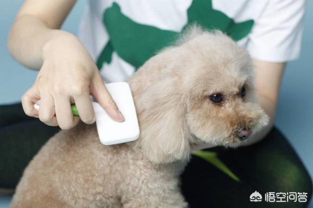 江一燕为狗狗剪毛:狗狗剃毛后会自卑抑郁吗？