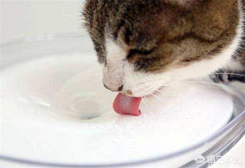 为什么猫咪能像液体一样:猫咪拉水怎么办，猫咪拉水便，猫咪突然拉水没精神？