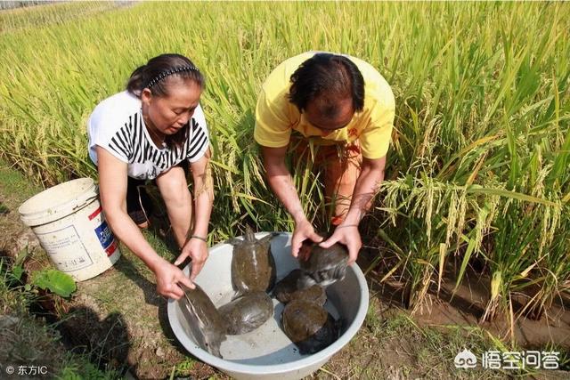 如何区分野生娃娃鱼:如何区分野生娃娃鱼和养殖娃娃鱼？