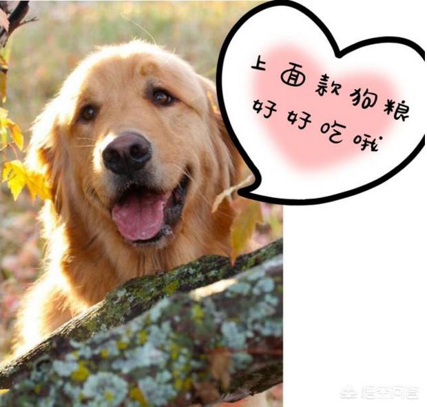 怎么训练狗把你当主人:如何判断金毛是否把你当主人？ 怎么训练狗认主人