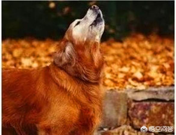 夜间细犬撵兔视频:夜间格力犬撵兔视频 农村菜地里野兔子太多了，糟蹋蔬菜，有什么办法解决这个问题啊？