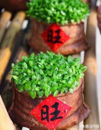好运一生微信名2020最流行推荐:过年时拜年用的吉祥语句有哪些？