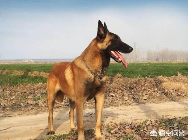 中国马犬百度百科:养马犬前需要具备什么条件？