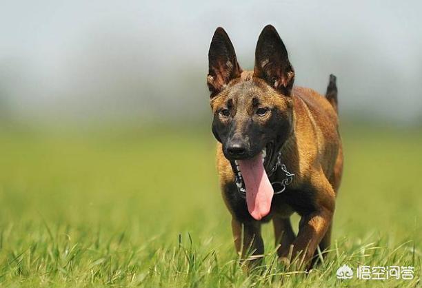 中国马犬百度百科:养马犬前需要具备什么条件？