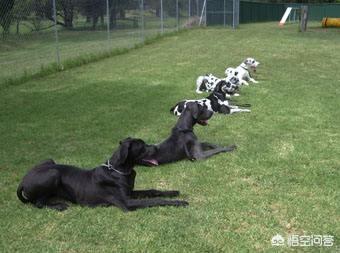 狗狗训练学校:狗狗训练学校 训练过程 可不可以送狗狗到训犬学校进行行为纠正呢？