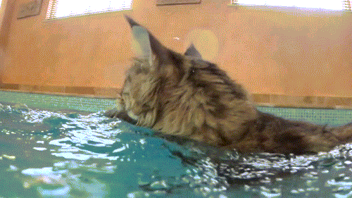 小猫吃鱼儿童画图片:陆生的猫为什么会被认为喜欢吃水里的鱼？