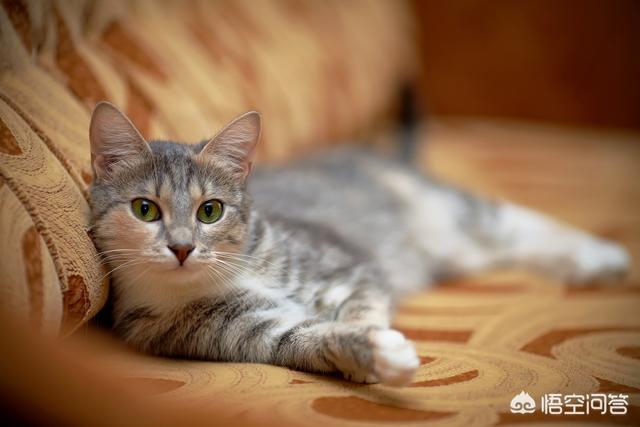 星秀猫微信群:过年期间，可以让猫咪独自在家吗？