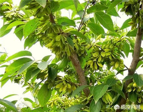杜仲的功效和作用,盐杜仲的功效与作用有哪些？