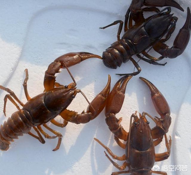 小龙虾和蝲蛄有啥区别，蝲蛄比小龙虾好吃，为什么没有小龙虾出名养殖的也少？