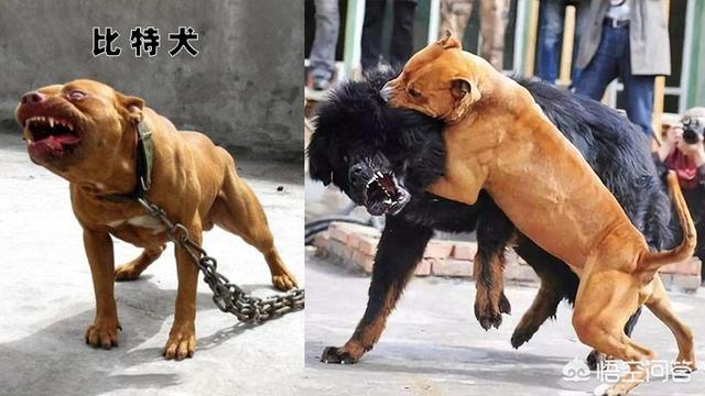 比特斗牛犬:马犬养殖利润分析，养一条马犬能赚多少钱？