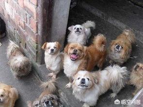 大狗品种 面对国外品种的狗入侵，中国土狗未来