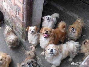 北京犬图片壁纸:面对国外品种的狗入侵，中国土狗未来将走向何方？