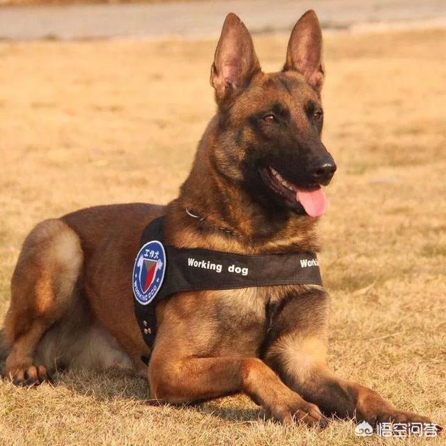 卡通警犬图片:一般警犬是什么品种的？对此你怎么看？