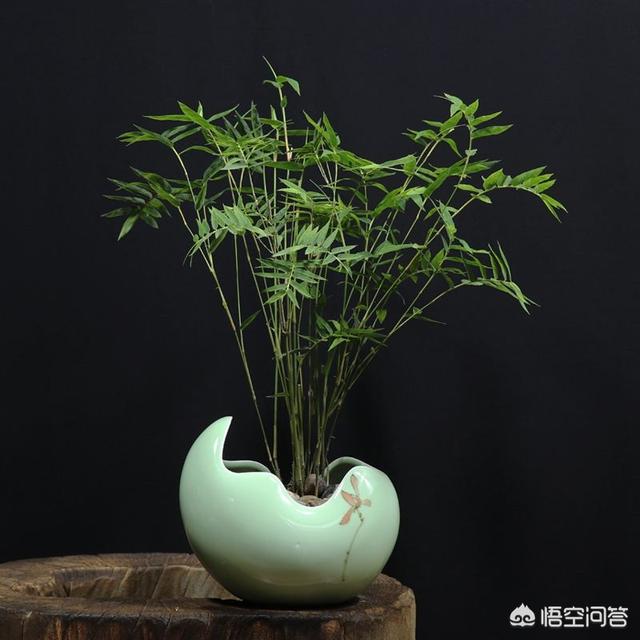 凤尾竹图片大全:不开花的植物需要施磷钾肥吗？