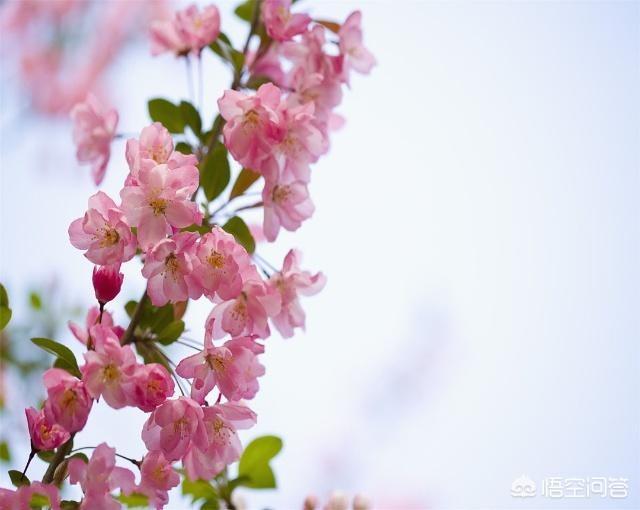 富贵竹和银柳配图片:银柳、百合和桃花可以一起水培吗？