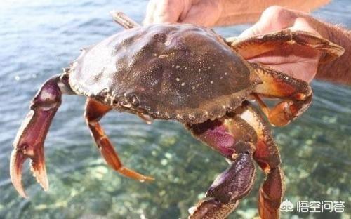 海水观赏蟹:海水观赏蟹有哪些 海里的螃蟹叫什么名字有那些？