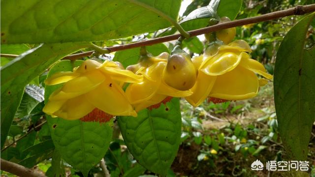 抱茎金花茶价格:问问如何种植金花茶？谁能给点建议？