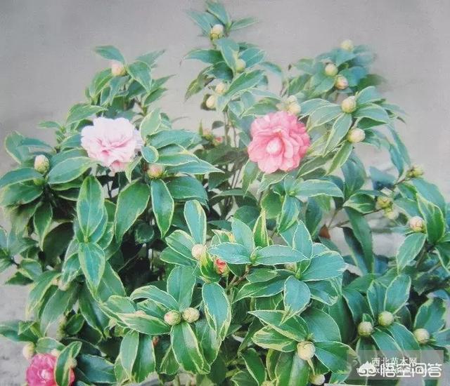 四季杜鹃花夏天怎么养:四季茶花该怎么管理栽培？