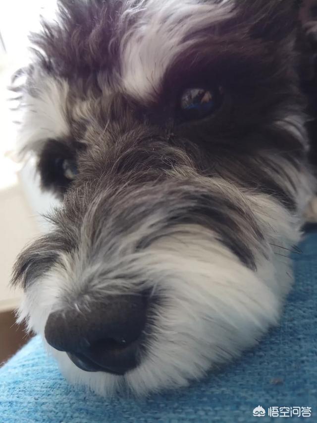 赛维洛犬菌清好不好:狗狗肠胃差，用什么办法能改善？