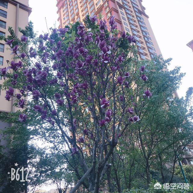 大叔里的郑小米:有人说现在很多女孩想找四十多岁的大叔，她们是什么样的心理呢？