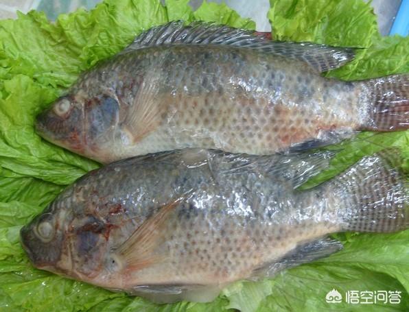 野钓胡子鱼的饵料:钓大罗非鱼的化氏饵料要怎么搭配才好？