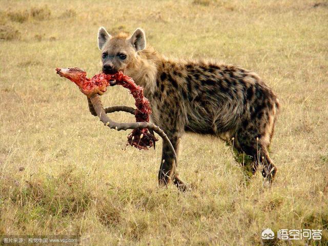 北美灰狼vs狼獾:斑点鬣狗、北美灰狼、花豹，谁更厉害一点？