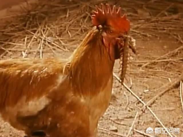中国红巨龙蜈蚣只排第二:巨型蜈蚣有毒吗，在野外遇到该怎么办？ 中国红巨龙蜈蚣的形态有什么特点