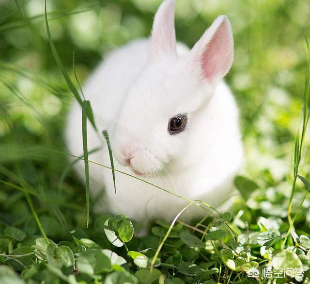 宠物兔子图片:兔子容易得什么病，会传染吗？ 宠物兔子品种及价格