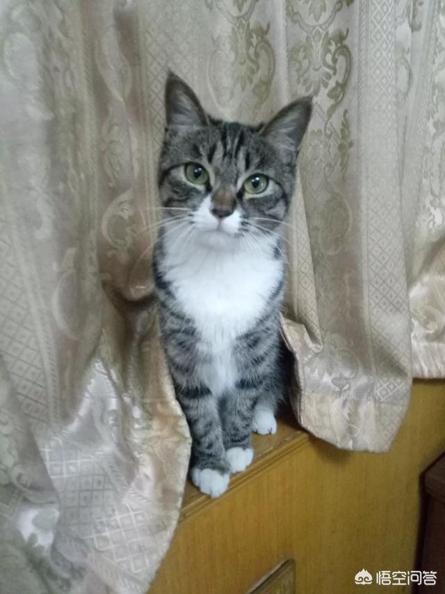 世上颜值最高的猫咪是哪种猫？为什么？