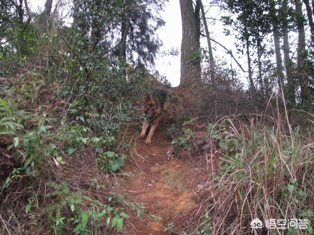 怎样训练金毛狗见到生人就叫:德牧一岁半，晚上看到院子外有人就叫该怎么办？