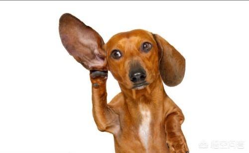德国腊肠犬的图片大全:养一只腊肠犬是怎样的体验？ 腊肠犬串串图片大全