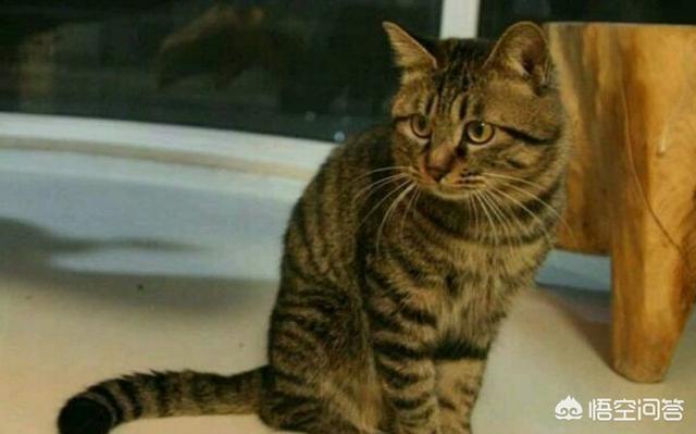 狸花猫 爱玩吗:狸花猫到底有多么喜欢捣蛋？为什么？