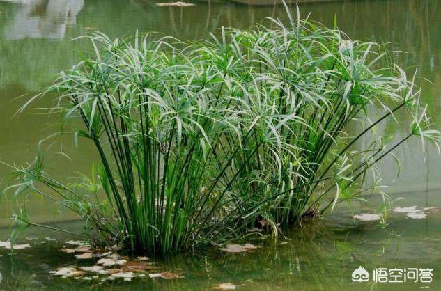 水竹的养殖方法图示:养水竹的好方法，保持翠绿不枯叶？