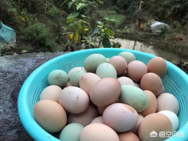 乌鸡为啥在食疗圈广受欢迎，打算养土鸡，啥品种好，养公鸡还是养母鸡合适