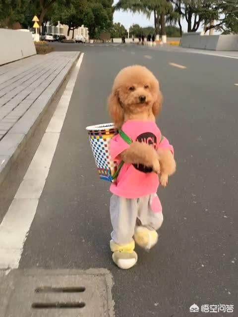 成都直立行走的狗:狗直立行走的危害有哪些？