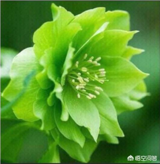 你有没有写过情诗？
