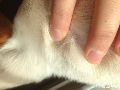 狗狗喷了皮特芬要擦干吗:狗狗喷了皮特芬多久能吸收 我家狗狗身上掉皮，特别痒一直在挠，是怎么回事？